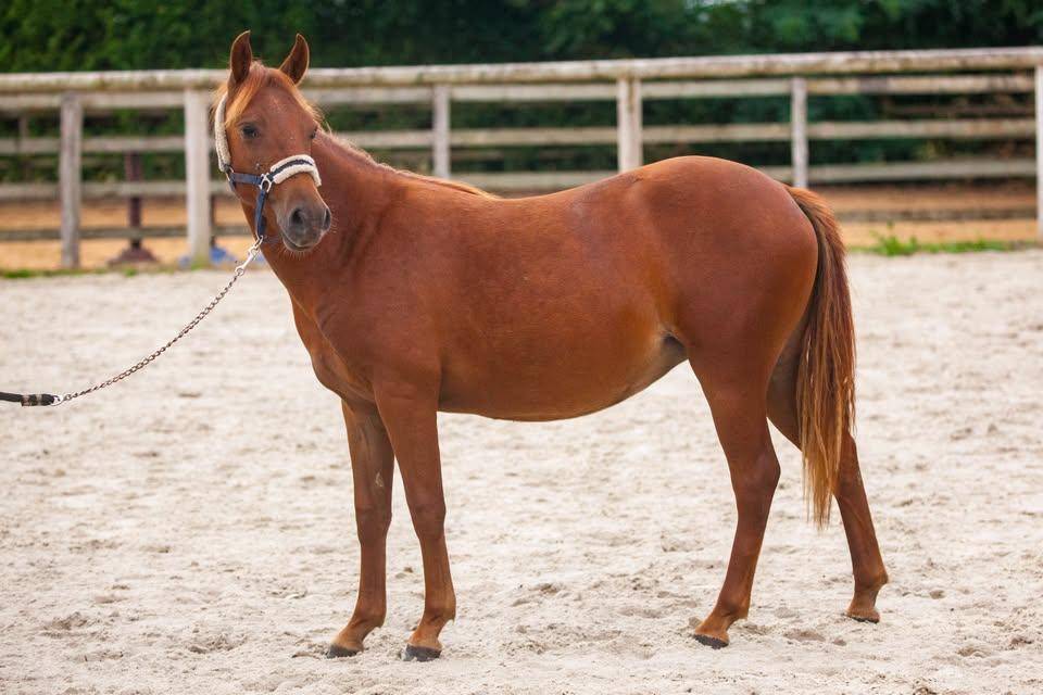 Merrie New Forest Te koop 2025 Vos ,  L'ancelot du m&eacute;nage