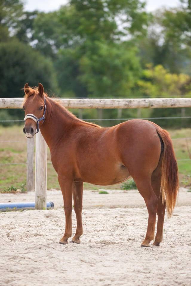 Merrie New Forest Te koop 2025 Vos ,  L'ancelot du m&eacute;nage