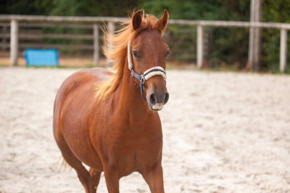 Merrie New Forest Te koop 2025 Vos ,  L'ancelot du m&eacute;nage