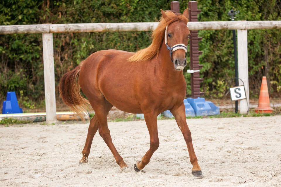 Merrie New Forest Te koop 2025 Vos ,  L'ancelot du m&eacute;nage