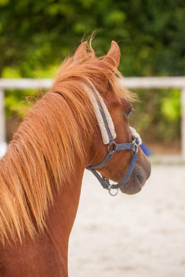 Merrie New Forest Te koop 2025 Vos ,  L'ancelot du m&eacute;nage