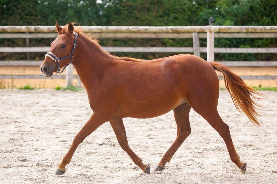 Merrie New Forest Te koop 2025 Vos ,  L'ancelot du m&eacute;nage