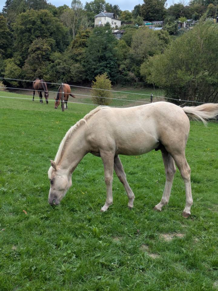 Ruin Franse rijpony PFS Te koop 2026 Palomino ,  GREATSTAR EMBET TILIA