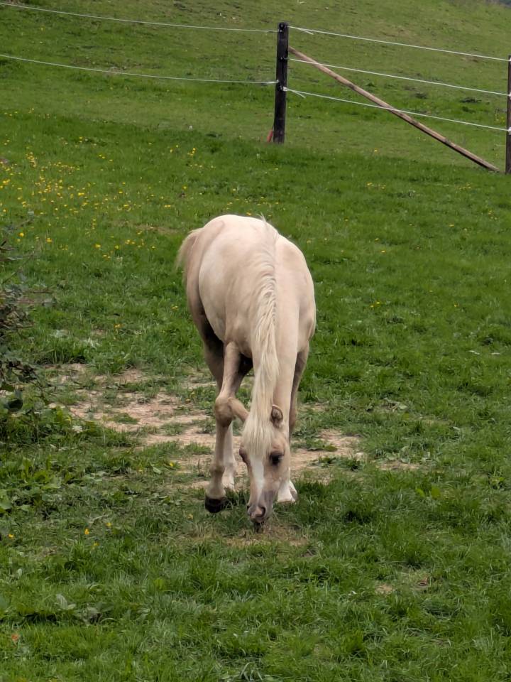 Ruin Franse rijpony PFS Te koop 2026 Palomino ,  GREATSTAR EMBET TILIA