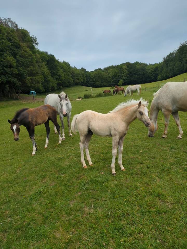 Ruin Franse rijpony PFS Te koop 2026 Palomino ,  GREATSTAR EMBET TILIA