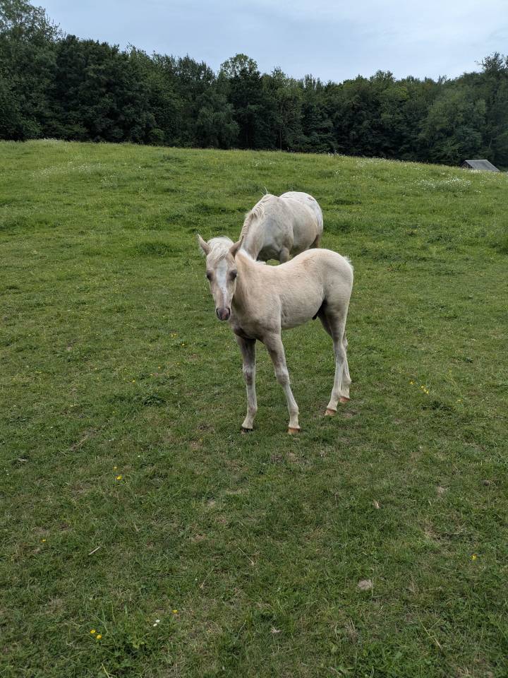 Ruin Franse rijpony PFS Te koop 2026 Palomino ,  GREATSTAR EMBET TILIA