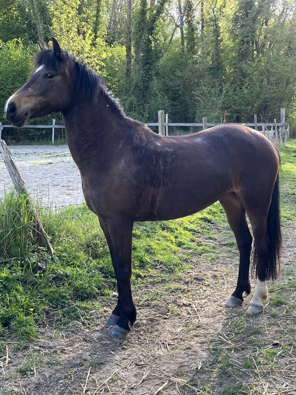 Merrie Franse rijpony PFS Te koop 2020 Donker bruin / bai ,  GOLIATH DES LONDES