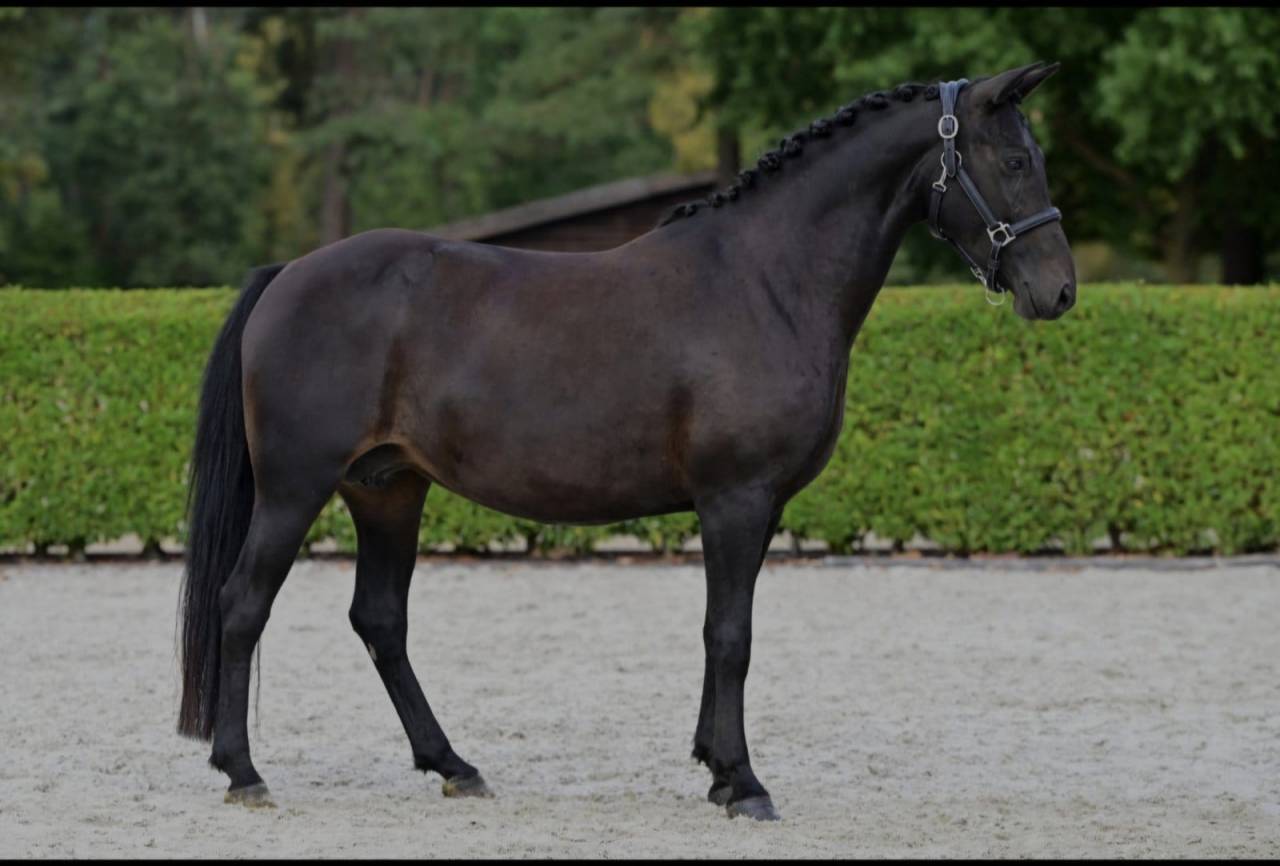 Merrie New Forest Te koop 2021 Zwart ,  Riddersholm Salem