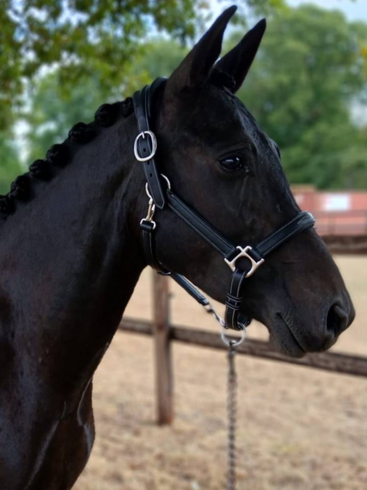 Merrie New Forest Te koop 2021 Zwart ,  Riddersholm Salem