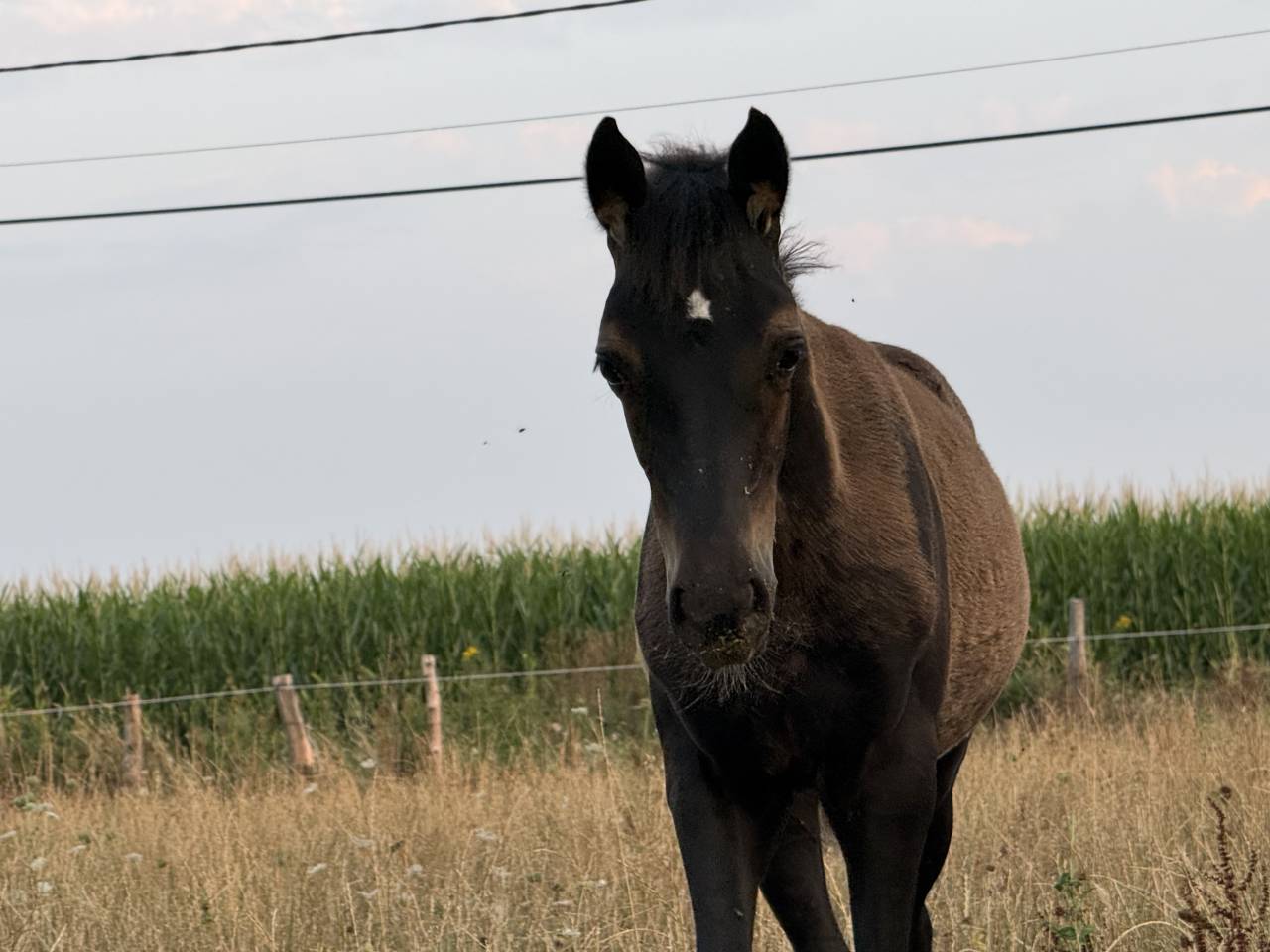 Veulen (vr) Franse rijpony PFS Te koop 2026 Zwart ,  Orchyd s Zeus
