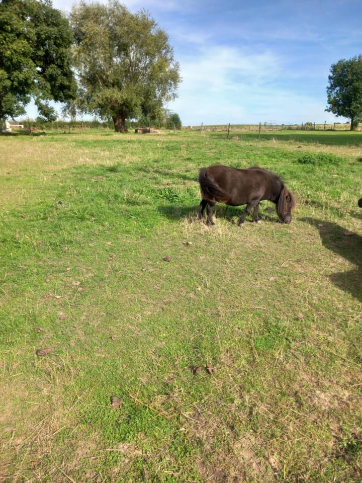 Merrie Shetland Te koop 2014 Zwart