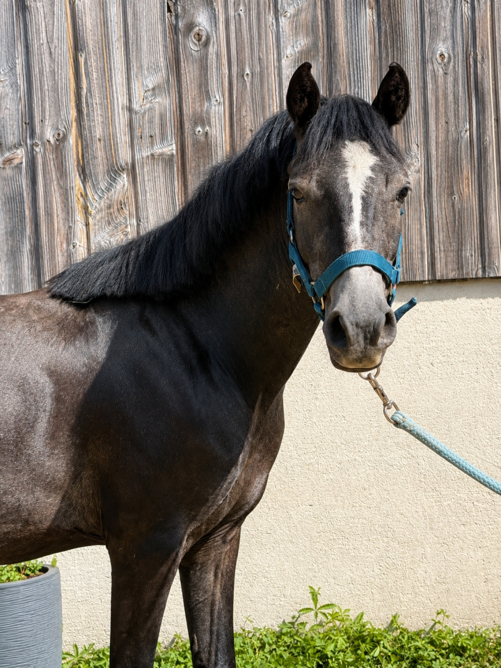 Ruin Welsh Pony (Section B) Te koop 2023 Schimmel