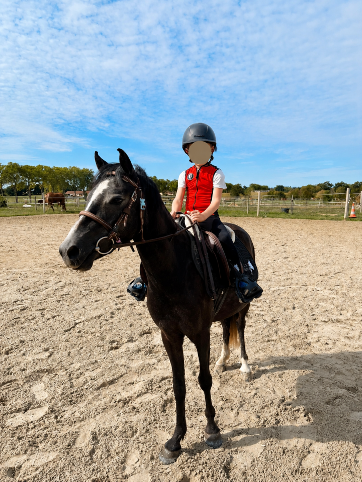 Ruin Welsh Pony (Section B) Te koop 2023 Schimmel