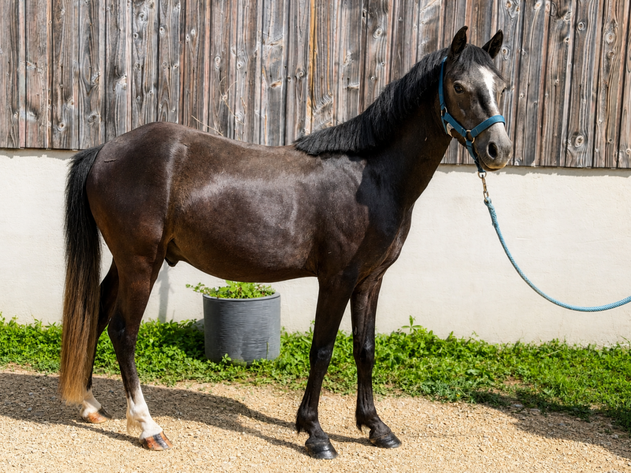 Ruin Welsh Pony (Section B) Te koop 2023 Schimmel