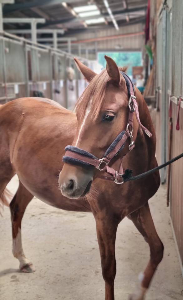 Veulen (vr) Franse rijpony PFS Te koop 2024 Koffie vos ,  Blue tinka Tilia