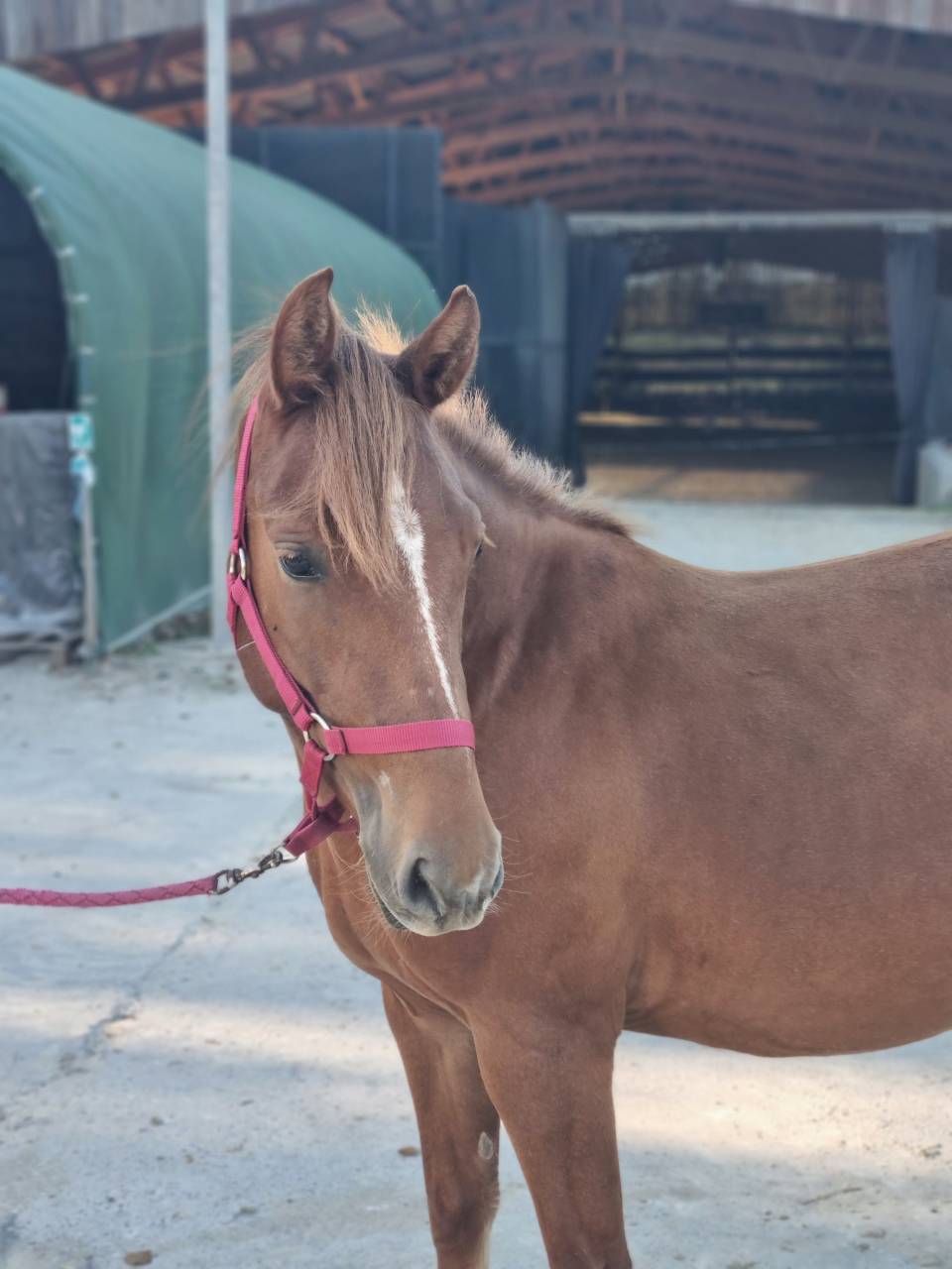 Veulen (vr) Franse rijpony PFS Te koop 2024 Koffie vos ,  Blue tinka Tilia
