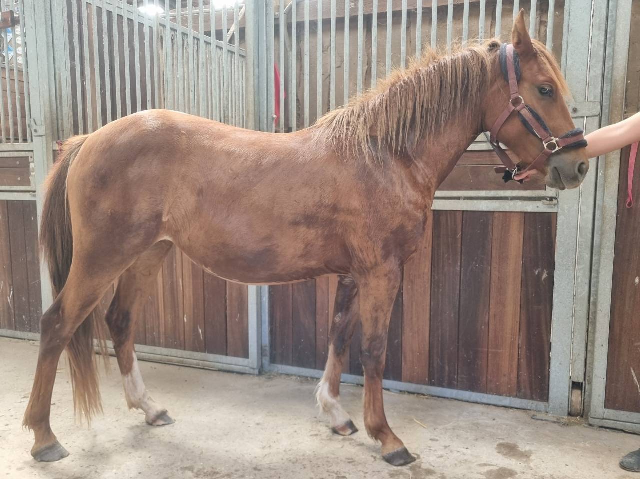 Veulen (vr) Franse rijpony PFS Te koop 2024 Koffie vos ,  Blue tinka Tilia