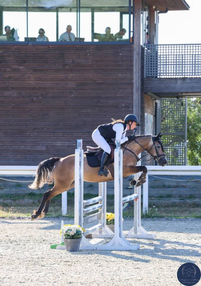 Merrie Franse rijpony PFS Te koop 2022 Schimmel ,  JIMMERDOR DE FLORYS PFS