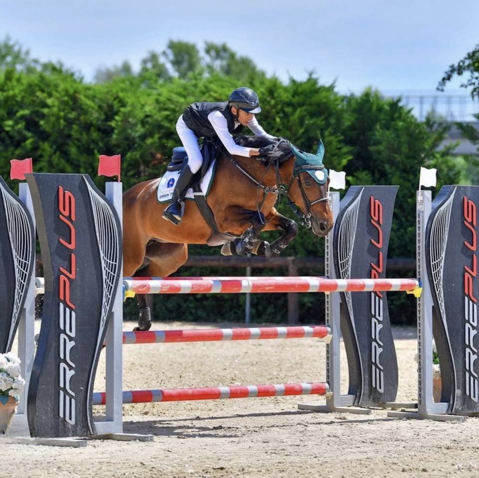 Merrie Andere pony rassen Te koop 2012 Donker bruin / bai