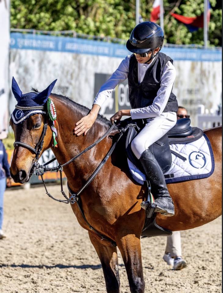 Merrie Andere pony rassen Te koop 2012 Donker bruin / bai