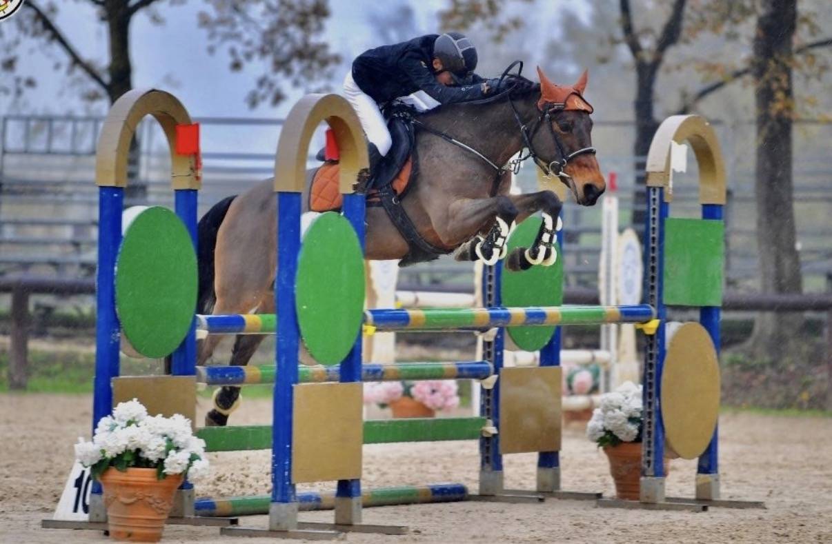 Merrie Andere pony rassen Te koop 2012 Donker bruin / bai