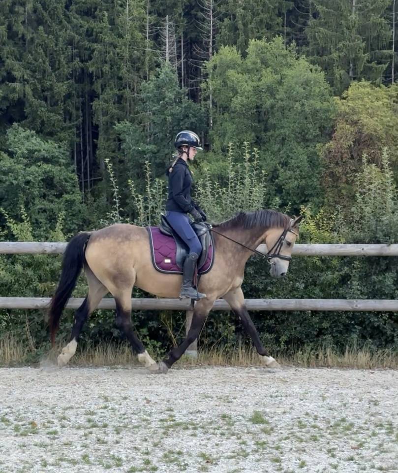 Merrie Belgische pony Te koop 2015 Isabel