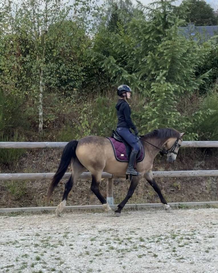 Merrie Belgische pony Te koop 2015 Isabel