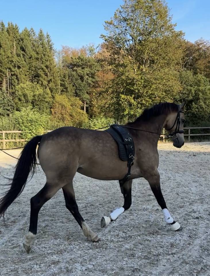Merrie Belgische pony Te koop 2015 Isabel