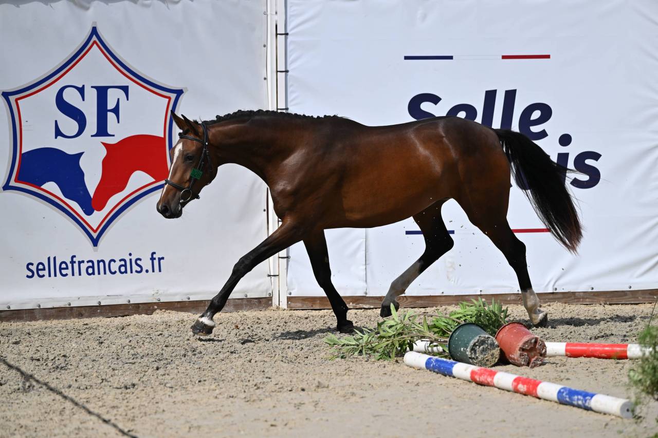 Merrie Selle Fran&ccedil;ais Te koop 2023 Donker bruin / bai ,  Jilbert van't ruytershof