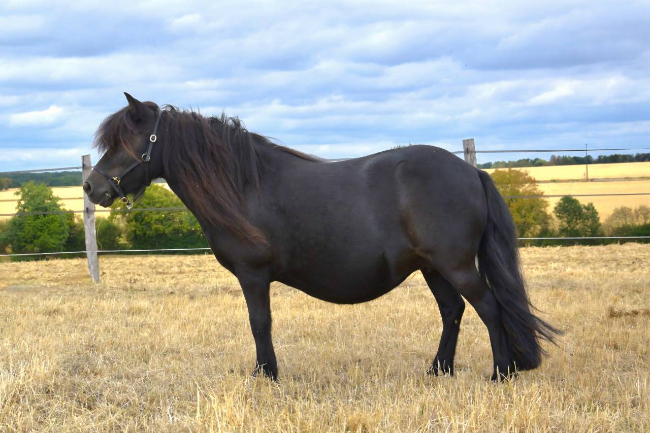 Draagmerrie Shetland Te koop 2018 Zwart ,  Artiste de prat braz