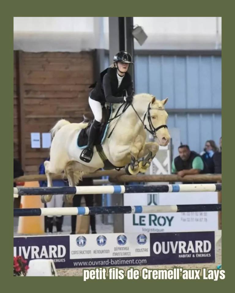Hengst Franse rijpony PFS Te koop 2024 Overige kleuren