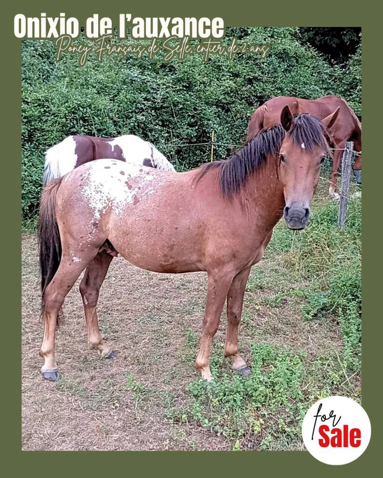 Hengst Franse rijpony PFS Te koop 2024 Overige kleuren