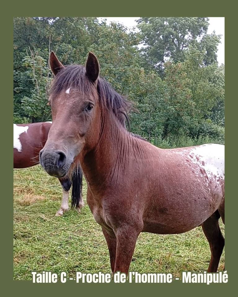 Hengst Franse rijpony PFS Te koop 2024 Overige kleuren