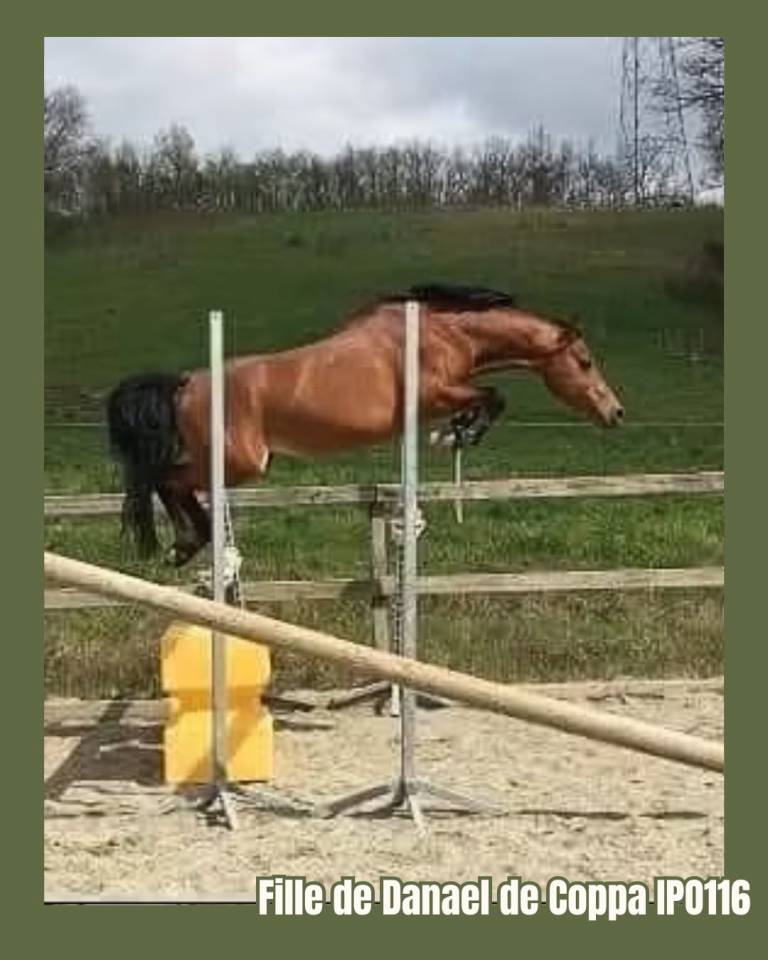Veulen (vr) Welsh Partbred Te koop 2025 Vos