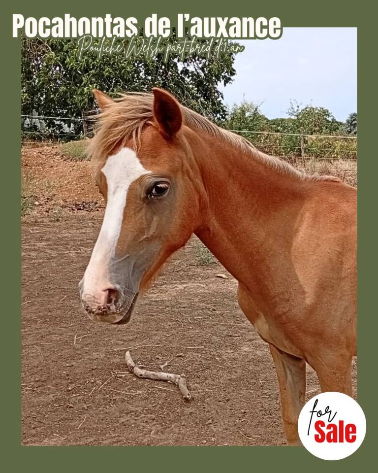 Veulen (vr) Welsh Partbred Te koop 2025 Vos