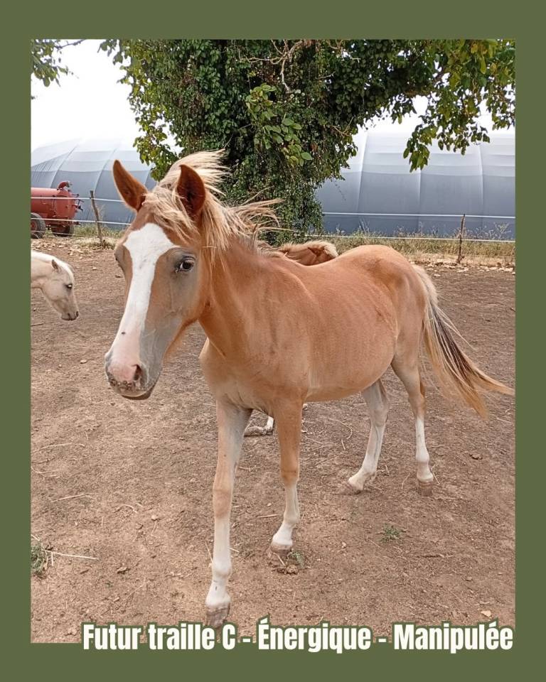 Veulen (vr) Welsh Partbred Te koop 2025 Vos