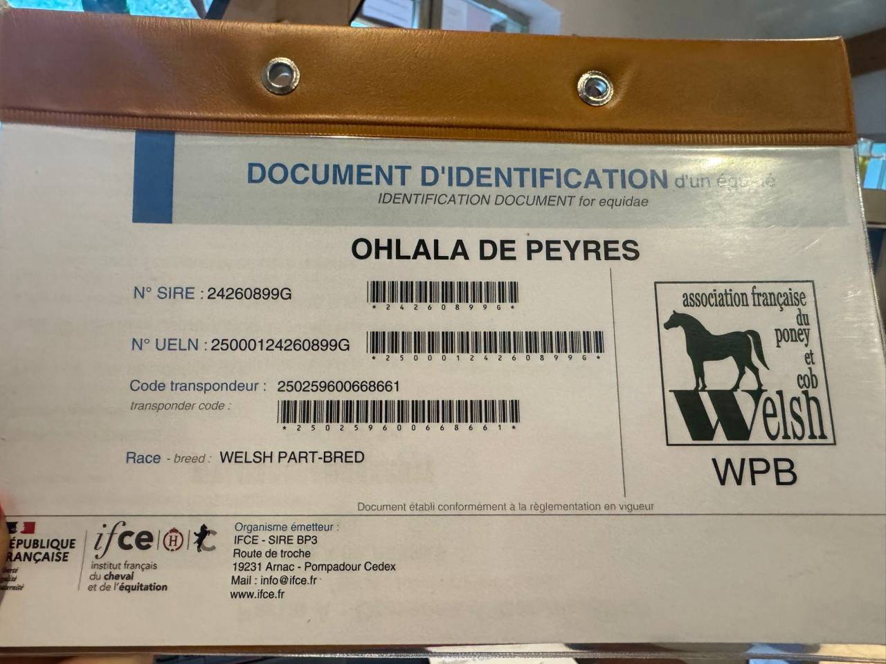 Merrie Welsh Partbred Te koop 2024 Zwart ,  Itak de l&rsquo;ourea