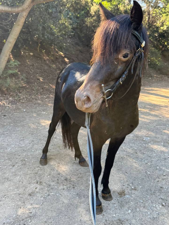 Merrie Welsh Partbred Te koop 2024 Zwart ,  Itak de l&rsquo;ourea