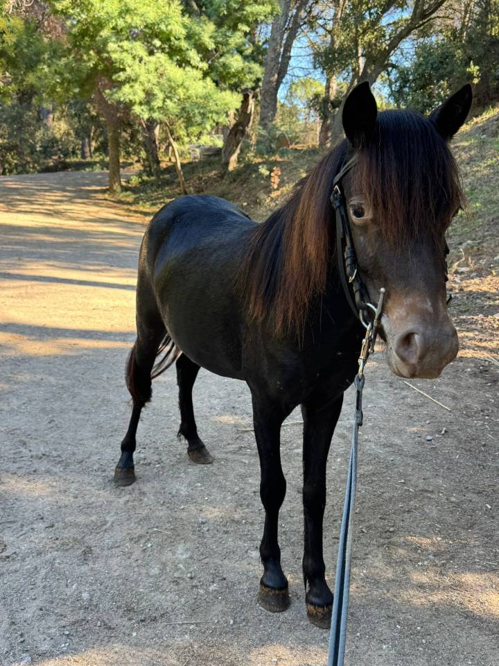 Merrie Welsh Partbred Te koop 2024 Zwart ,  Itak de l&rsquo;ourea