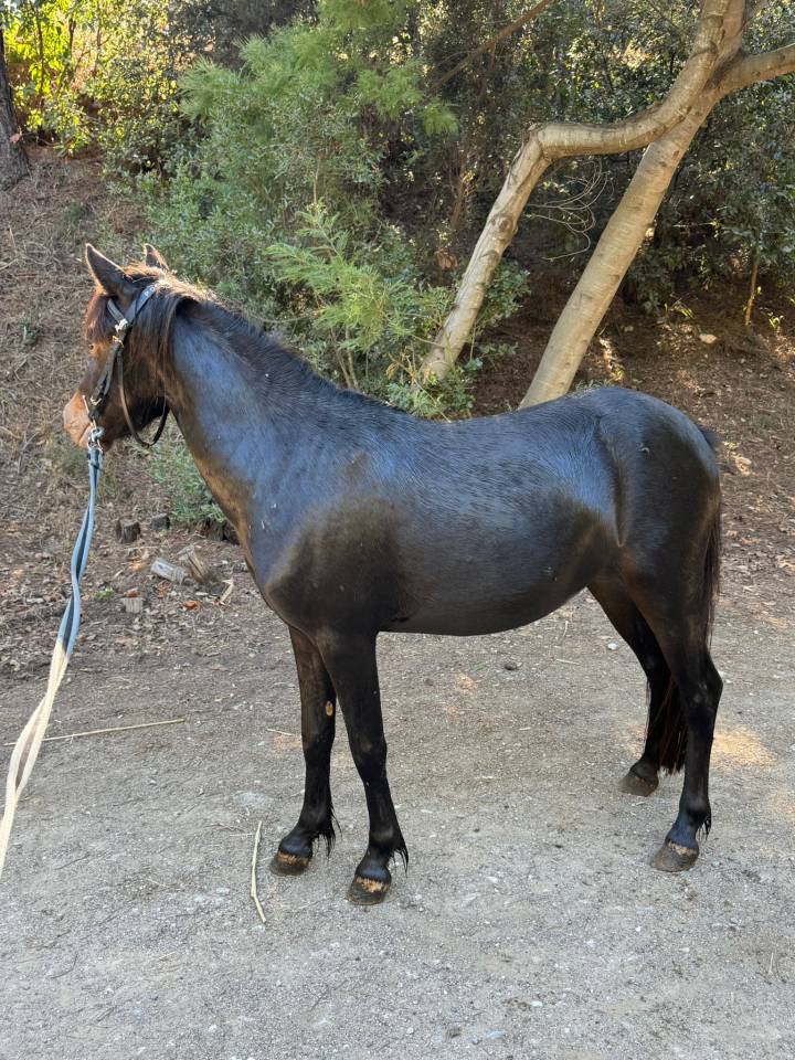 Merrie Welsh Partbred Te koop 2024 Zwart ,  Itak de l&rsquo;ourea