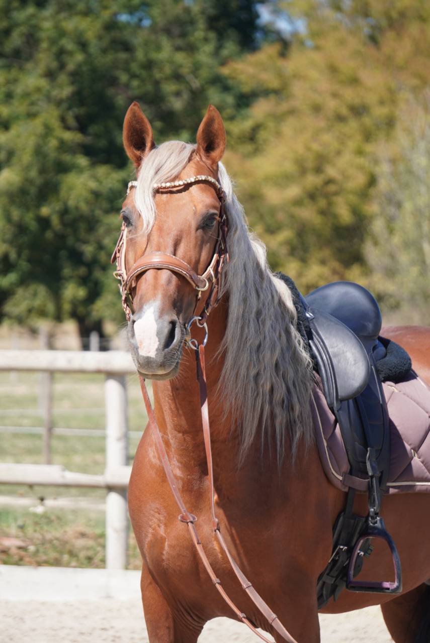 Dekhengst PRE Puur Ras Spaans Te koop 2017 Palomino