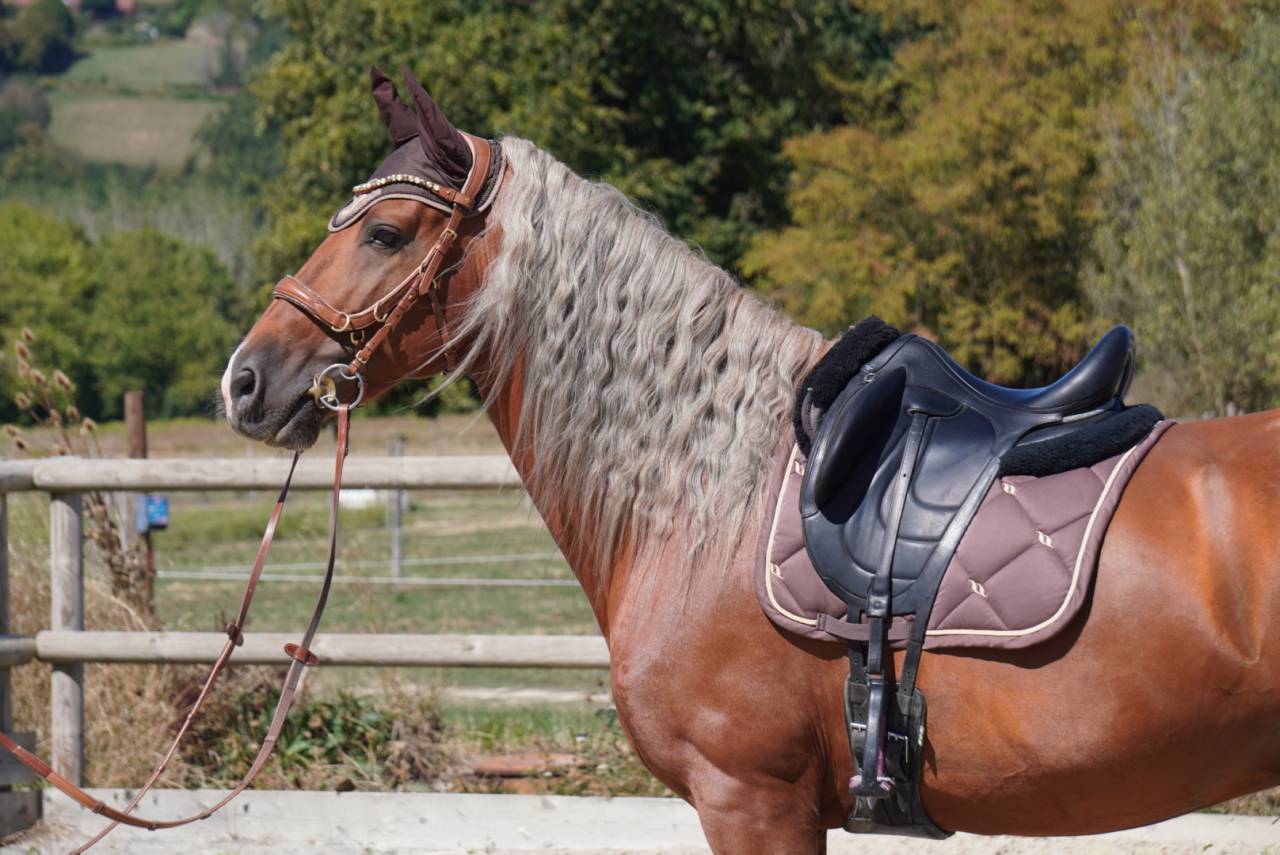 Dekhengst PRE Puur Ras Spaans Te koop 2017 Palomino