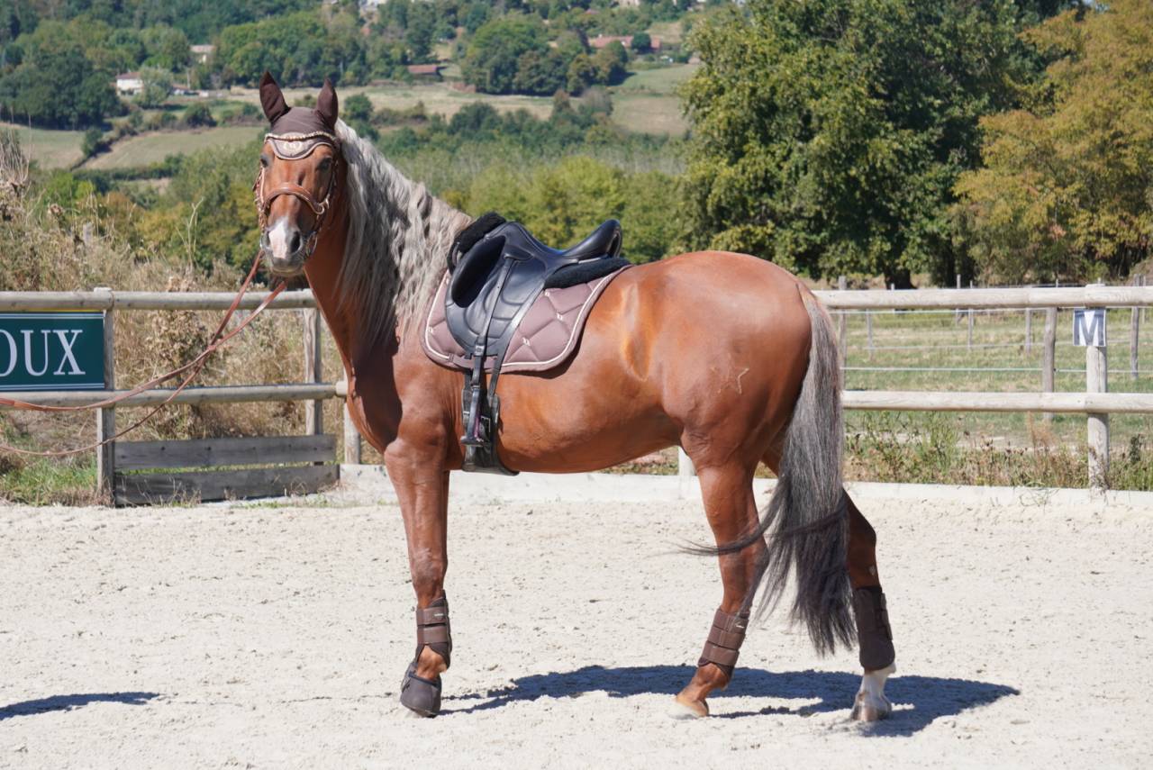 Dekhengst PRE Puur Ras Spaans Te koop 2017 Palomino