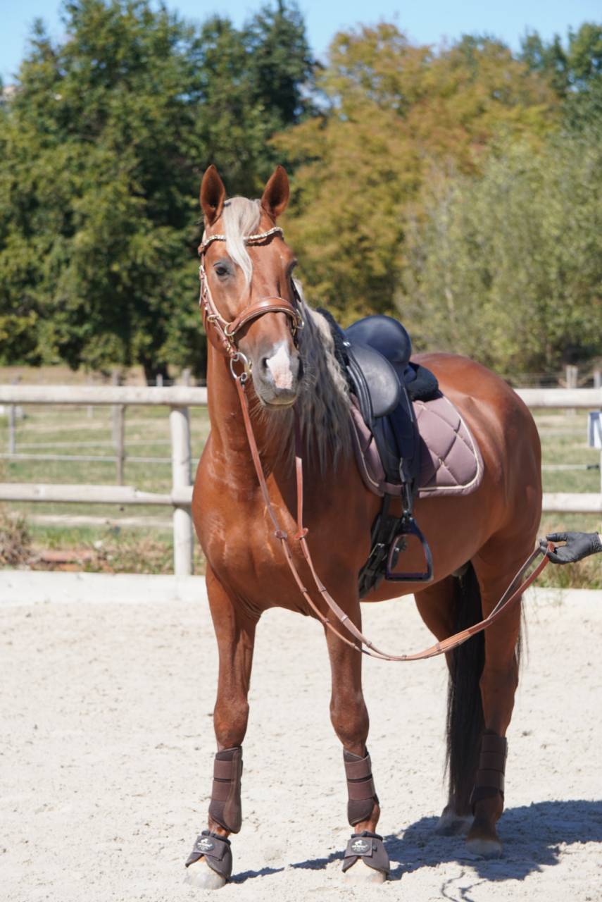 Dekhengst PRE Puur Ras Spaans Te koop 2017 Palomino