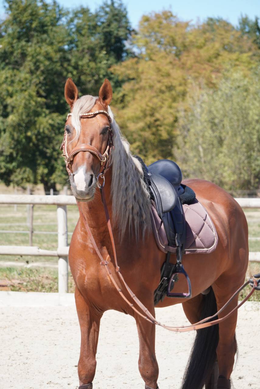 Dekhengst PRE Puur Ras Spaans Te koop 2017 Palomino
