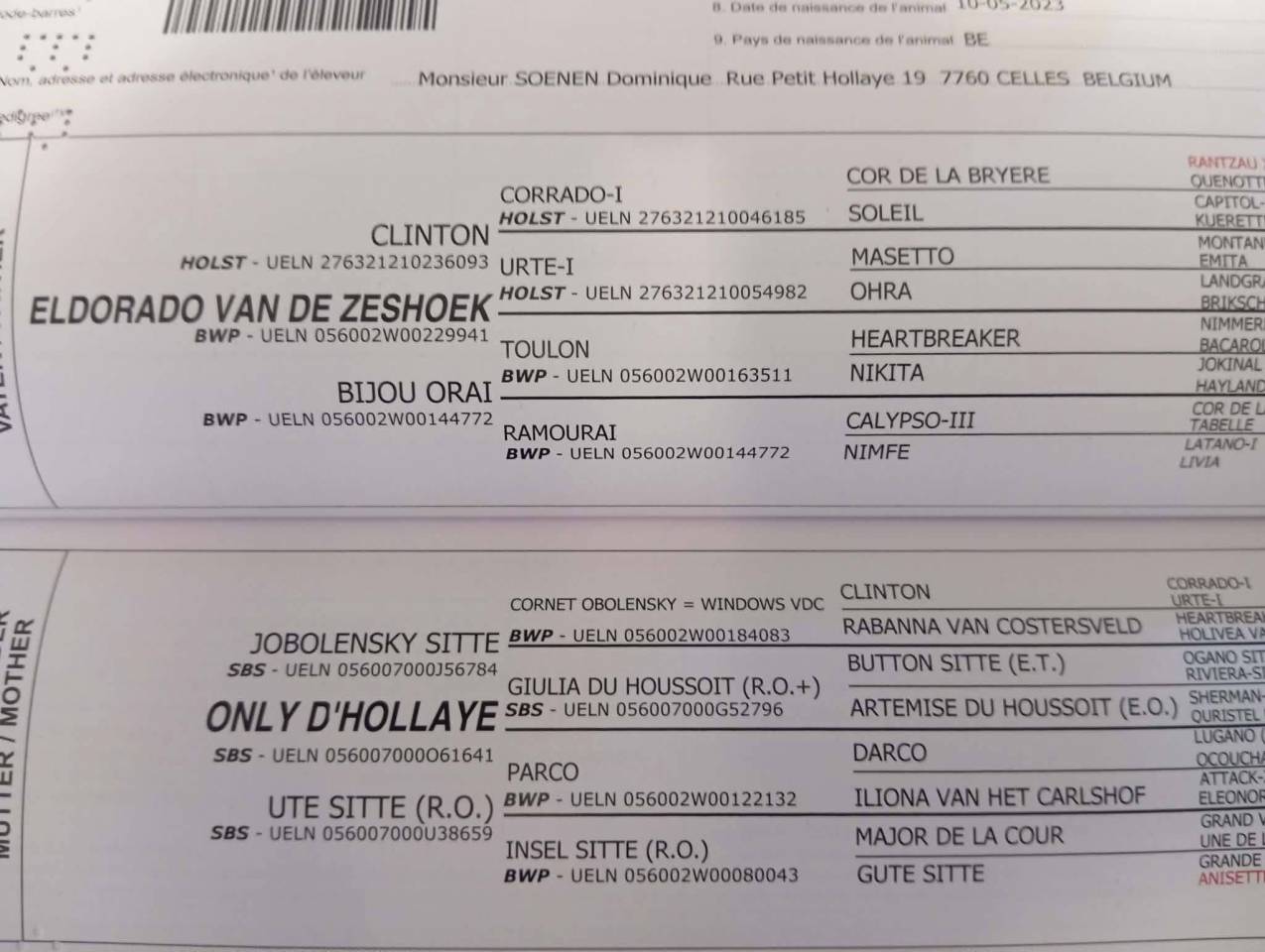 Merrie Belgisch sportpaard Te koop 2023 Donker bruin / bai ,  Eldorado Van de Zeshoeck