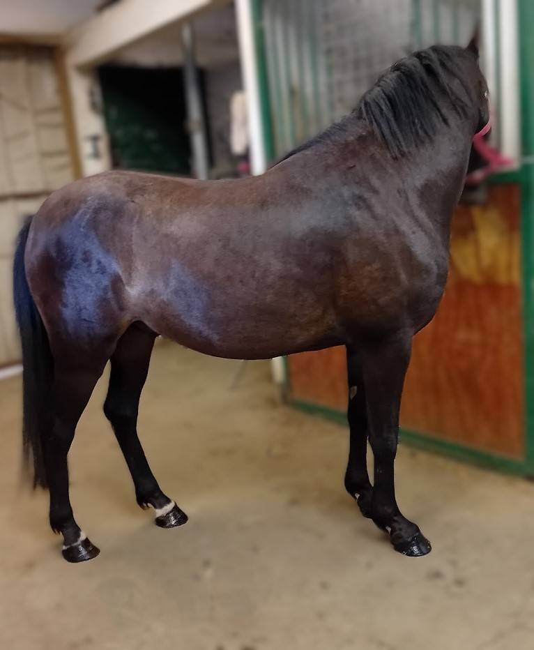 Ruin Franse rijpony PFS Te koop 2022 Bruin / Bai ,  Guernica de Jomat