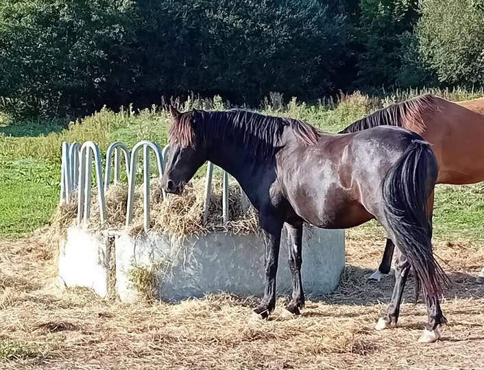Ruin Franse rijpony PFS Te koop 2022 Bruin / Bai ,  Guernica de Jomat