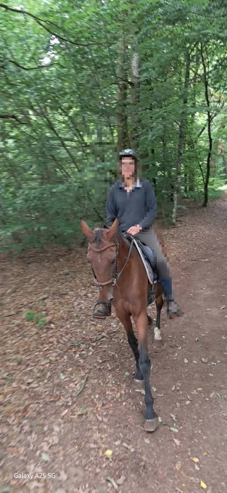 Merrie Franse draver  Te koop 2017 Donker bruin / bai