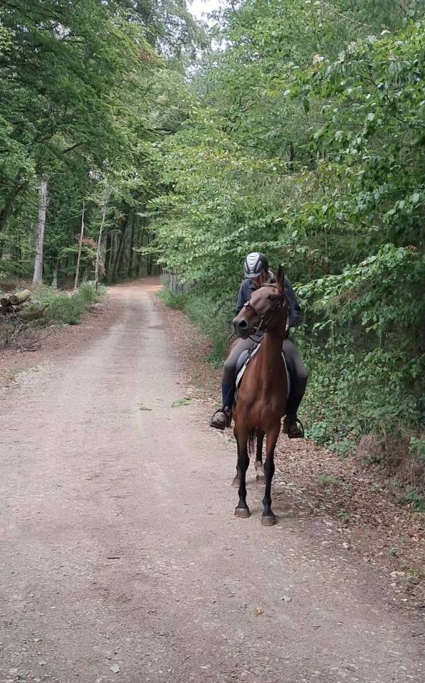 Merrie Franse draver  Te koop 2017 Donker bruin / bai